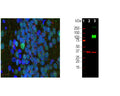 Left: Analysis of rat hippocampus with rabbit antibody to adenylate cyclase III (red) by Immunocytochemistry. Section was co-stained for MeCP2 (green). Blue: DAPI nuclear stain. The ACIII antibody reveals neuronal cilia, while the MeCP2 antibody reveals the neuronal nuclei. Right: Western blot analysis of HEK293 cell lysates using rabbit antibody to ACIII (green, 1:2,000). [1] protein standard, [2] non-transfected HEK293 cells, and [3] HEK293 cells transfected with an expression construct containing a Myc-DDK tagged full length human adenylate cyclase III cDNA. The strong band at about 130 kDa in the transfected cells demonstrates overexpression of the human ACIII protein, and the bands over 250 kDa presumably correspond to either glycosylated or aggregated forms of ACIII. The same blot was simultaneously probed with mouse antibody to GAPDH (M-1376-250, red, 1:5,000, lanes 2-3), which reveals a single band at about 37 kDa in both transfected and non-transfected cells.
