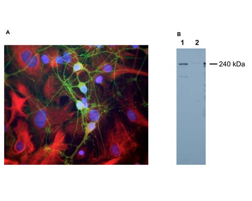 A: Immunofluorescence staining of mixed neuron-glial cultures with R-1694-100 (green). The alpha-II spectrin rabbit antibody stains numerous axonal and dendritic profiles in these cultures, clearly revealing the submembraneous cytoskeleton. Since alpha-II spectrin is specific for neurons in the CNS, the glial cells in this culture are not recognized by this antibody. Cells were double-immunostained with a nestin antibody (red), and a DNA dye (blue). B: Western blot analysis of mouse sciatic nerve extract (Lanes 1 and 2). A prominent band running at 240 kDa respresents the intact alpha-II spectrin heavy chain. Bands at lower molecular weight are present, which likely represent in vivo proteolytic fragments of alpha-II spectrin.