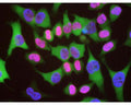 HeLa cells stained with R-1697-100 (red), and counterstained with our monoclonal antibody to HSP27 (M-1692-100). The Lamin A/C antibody reveals strong nuclear lamina staining, while the HSP27 antibody reveals strong cytoplasmic staining. The blue stain reveals DNA in the nuclei of these cells.