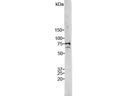 Crude HeLa cell extract stained with Rabbit anti-Lamin A/C. Two bands at 74 kDa and 65 kDa, corresponding to Lamin A and C.