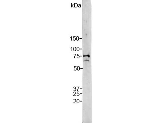 Crude HeLa cell extract stained with Rabbit anti-Lamin A/C. Two bands at 74 kDa and 65 kDa, corresponding to Lamin A and C.