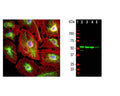 Left: Analysis of vimentin expression in HeLa cells by Immunocytochemistry with rabbit antibody to vimentin (green, 1:5,000). Cells were co-stained with an antibody to actin (red). Blue: DAPI nuclear stain. The vimentin antibody stains the 10 nm or intermediate filament network of the cytoskeleton. Right: Western blot analysis of whole cell lysates using rabbit antibody to vimentin (green, 1:5,000). [1] protein standard, [2] HeLa, [3] SH-SY5Y, [4] HEK293, [5] NIH-3T3. The strong band at around 55 kDa corresponds to vimentin protein.