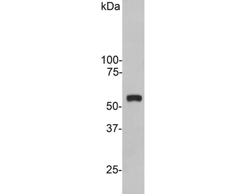 Western blot of crude extract of HeLa cells showing a single strong clean band at about 55 kDa.