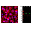 Left: HeLa cells stained with rabbit antibody to GAPDH (red, 1:2,000) by Immunocytochemistry. Blue: Hoechst nuclear stain. The GAPDH antibody produces diffuse cytoplasmic staining. Right: Western blot analysis of cell cytosolic- or nuclear-enriched fractions, using rabbit antibody to GAPDH (red, 1:20,000, lanes 2-5). [1] protein standard, [2] NIH-3T3 cytosolic, [3] NIH-3T3 nuclear, [4] HeLa cytosolic, and [5] HeLa nuclear fractions. A strong band at 37 kDa corresponds to GAPDH protein, mainly detected in the cytosolic fractions. The same blot was simultaneously probed with mouse antibody to the nuclear RNA binding protein SF3B4 (M-1576-100, green, 1:1,000). In contrast to GAPDH, SF3B4 is exclusively expressed in the nuclear fraction.