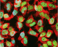 HeLa cells stained with rabbit anti-GAPDH (red), monoclonal to TAF15 (green) and DNA (blue). The antibody reveals strong cytoplasmic staining for GAPDH.