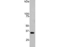 HeLa cell extract blotted with rabbit anti-GAPDH. Note the single sharp band corresponding to GAPDH.