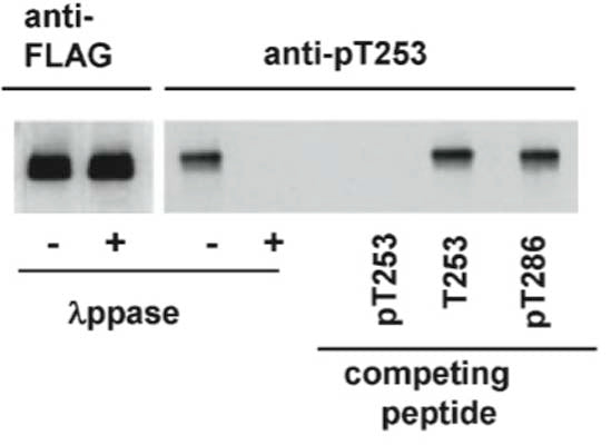 Western blot analysis of recombinant FLAG-alpha-CaMKII purified from transfected COS cells. Blots of wild-type CaMKII phosphorylated at Thr253 were treated with lambda phosphatase prior to probing with anti-pT253 or anti-FLAG antibody. The pT253 antibody was incubated with phospho-Thr253 (pT253, 50 nM), non-phospho-Thr253 (T253, 500 nM) or phospho-Thr286 (pT286, 50 nM) peptides prior to probing the western blots. Reference: Migues PV et al (2006) J Neurochem 98 (1), 289-299.