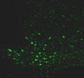 IHC staining of Neuropeptide Y cells and terminals in the arcuate nucleus of mouse brain sections with Rabbit anti-NPY antibody (R-1716-50). Dilution: 1:2000.