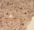 IHC staining of Neuropeptide Y cells and terminals in the arcuate nucleus of sheep brain sections with Rabbit anti-NPY antibody (R-1716-50). Dilution: 1:4000.