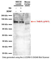 Western blot analysis of TrkB pY817 expression in NSC34 RIPA cell lysate (10 μg/lane) and mouse cortex homogenate (30 μg/lane). NSC34 cells were grown in proliferation medium in presence and absence of Retinoic Acid (RA, 1 μM) for 5 days. Cells were then serum-starved for 4 hours and treated with 50 ng/mL BDNF for 30 min. SDS-PAGE: 4-12%, reducing conditions; Transfer: Towbin’s Tris-Glycine buffer, PVDF membrane (0.45 μm); Blocking Buffer and antibody diluent: 2.5% skim milk/2.5% BSA in TBST, blocking 1 hour at RT; Primary antibody: 1 μg/mL, overnight at 2-8°C; Secondary antibody: anti-rabbit-HRP (1/10,000) 2.5 hours at RT; Detection: Chemiluminiscence.