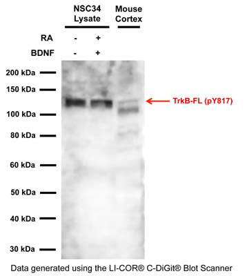 Western blot analysis of TrkB pY817 expression in NSC34 RIPA cell lysate (10 μg/lane) and mouse cortex homogenate (30 μg/lane). NSC34 cells were grown in proliferation medium in presence and absence of Retinoic Acid (RA, 1 μM) for 5 days. Cells were then serum-starved for 4 hours and treated with 50 ng/mL BDNF for 30 min. SDS-PAGE: 4-12%, reducing conditions; Transfer: Towbin’s Tris-Glycine buffer, PVDF membrane (0.45 μm); Blocking Buffer and antibody diluent: 2.5% skim milk/2.5% BSA in TBST, blocking 1 hour at RT; Primary antibody: 1 μg/mL, overnight at 2-8°C; Secondary antibody: anti-rabbit-HRP (1/10,000) 2.5 hours at RT; Detection: Chemiluminiscence.