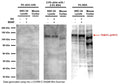Optimization of blocking buffer for Western blot analysis of TrkB pY817 expression in NSC34 RIPA cell lysate (10 μg/lane) and mouse cortex homogenate (30 μg/lane), using rabbit antibody R-1717-50. NSC34 cells were grown in proliferation medium in presence and absence of Retinoic Acid (RA, 1 μM) for 5 days. Cells were then serum-starved for 4 hours and treated with 50 ng/mL BDNF for 30 min. SDS-PAGE: 4-12%, reducing conditions; Transfer: Towbin’s Tris-Glycine buffer, PVDF membrane (0.45 μm); Blocking Buffer and antibody diluent: as shown in image, blocking 1 hour at RT; Primary antibody: 1 μg/mL, overnight at 2-8°C; Secondary antibody: anti-rabbit-HRP (1/10,000) 2.5 hours at RT; Detection: Chemiluminiscence.High skim milk concentration causes suppression of pY817 signal, suggesting that 5% skim milk should be avoided as blocking buffer and diluent. Strongest signal is obtained in 5% BSA blocking buffer, however, many non-specific bands are present. An equal mixture of skim milk and BSA appears to provide the best compromise between signal and noise. However, optimization of blocking condition is recommended for each particular sample, with excess of BSA over skim milk likely to be beneficial for best results.