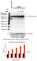 Western blot analysis of TrkB pS478 expression in NSC34 RIPA cell lysates (10 μg protein/lane) and mouse cortex (30 μg protein/lane) with and without lambda-phosphatase treatment. Cells were grown in proliferation medium in presence and absence of Retinoic Acid (RA, 1 μM) for 5 days. Cells were then serum-starved for 4 hours and treated with 50 ng/mL BDNF for 30 min. SDS-PAGE: 4-12%, reducing conditions; Transfer: Towbin’s Tris-Glycine buffer, PVDF membrane (0.45 μm); Blocking: 5% skim milk in TBST, 1 hour at RT; Primary antibody: 1 μg/mL, overnight at 2-8°C; Secondary antibody: anti-rabbit-HRP (1/10,000) 2 hour at RT; Detection: Chemiluminiscence.R-1718-50 detects one single strong band at ~120 kDa in NSC34 cell lysates, consistent with pTrkB (S478) expression. Lambda-phosphatase treatment of the membrane obliterates pTrkB (S478) detection, confirming that the detected band is indeed pTrkB (S478). In mouse cortex, lambda-phosphatase treatment causes the disappearance of the pTrkB (S478) band at ~120 kDa, while band intensity for the other 2 uncharacterized lower molecular weight bands remains largely unchanged.
