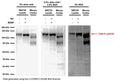 Comparison of blocking buffers for Western blot analysis of TrkB pS478 expression in NSC34 RIPA cell lysates (10 μg protein/lane) and mouse cortex (30 μg protein/lane) using rabbit antibody R-1718-50. SDS-PAGE: 4-12%, reducing conditions; Transfer: Towbin’s Tris-Glycine buffer, PVDF membrane (0.45 μm); Blocking Buffers tested: 5% skim milk in TBST, 5% BSA in TBST, 2.5%/2.5% skim milk/BSA in TBST, 1 hour at RT; Primary antibody: 1 μg/mL, overnight at 2-8°C; Secondary antibody: anti-rabbit-HRP (1/10,000) 1.5 hours at RT; Detection: Chemiluminiscence. Lowest background is achieved with 5% skim milk blocking buffer. While skim milk appears to slightly reduce signal intensity, it provides cleanest blots. To achieve highest sensitivity with acceptable background, a mixture of skim milk and BSA (each 2.5%) appears to provide the best compromise as blocking buffer for R-1718-50 antibody (TrkB pS478).