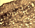 Immunohistochemical detection of Arg3.1 in free floating cryosectioned rat brain (Cortex) using Rabbit antibody to Arg3.1 (ARC): IgG (R-173-500) at a concentration of 2 µg/mL.
