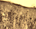 Immunohistochemical detection of Arg3.1 in free floating cryosectioned rat brain (Cortex) using Rabbit antibody to Arg3.1 (ARC): IgG (R-173-500) at a concentration of 2 µg/mL.