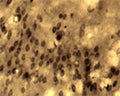 Immunohistochemical detection of Arg3.1 in free floating cryosectioned rat brain (Cortex) using Rabbit antibody to Arg3.1 (ARC): IgG (R-173-500) at a concentration of 2 µg/mL.