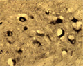 Immunohistochemical detection of Arg3.1 in free floating cryosectioned rat spinal cord (ventral horn) using Rabbit antibody to Arg3.1 (ARC): IgG (R-173-500) at a concentration of 2 µg/mL.
