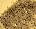 Immunohistochemical detection of Arg3.1 in free floating cryosectioned rat spinal cord (dorsal horn) using Rabbit antibody to Arg3.1 (ARC): IgG (R-173-500) at a concentration of 2 µg/mL.