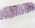Anti-Neurotrophin-3 (NT-3) Antibody