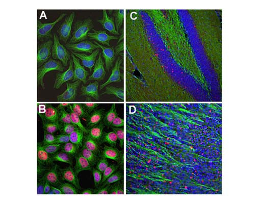 Analysis of c-Fos expression in cultured HeLa cells by Immunocytochemistry (A-B), and in mouse hippocampus (C) or olfactory bulb sections (D) by Immunohistochemistry. HeLa cells were kept in serum-free medium for 36 hours, before cells were stimulated with 20% FBS for 30 minutes (B), while control cells (A) were treated with PBS as a control. The rabbit anti-c-Fos antibody (red, 1:5,000) labels nuclei of stimulated cells, while DAPI (blue) stains all cell nuclei independent of their activity stage. Green: mouse anti-tubulin antibody. Mouse hippocampus (C) and olfactory bulb sections (D) were stained with rabbit anti-c-Fos antibody (red, 1:20,000) and mouse antibody to NF-L (green). The c-FOS antibody stains only nuclei of spontaneously active neurons. NF-L is expressed in axons of neuronal cells. Blue: Cell nuclei stained with DAPI. IHC Method: Following transcardial perfusion of mouse with 4% paraformaldehyde, brain was post fixed for 24 hours, cut to 45 uM, and free-floating sections were stained with above antibodies.