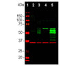 Western blot analysis of cell lysates using rabbit antibody to c-FOS (green, 1:5,000), and mouse antibody to GAPDH (M-1376-250, red, 1:5,000, lanes 2-5) used as a loading control. [1] protein standard, [2] HeLa cells grown in FBS free media, [3] HeLa cells stimulated with 20% FBS for 2 hours after being in FBS free media for 36 hours, [4] rat cortical neurons, [5] rat cortical neurons treated with membrane depolarization buffer for 5 hours. Multiple bands at 50-65 kDa in stimulated or treated cell lysates correspond to different isoforms of the c-FOS protein.