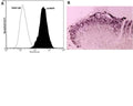Anti-pro-Brain-derived neurotrophic factor (proBDNF) Antibody