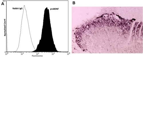 Anti-pro-Brain-derived neurotrophic factor (proBDNF) Antibody