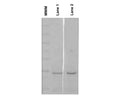Anti-Beta casein protein Antibody