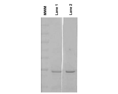 Anti-Beta casein protein Antibody