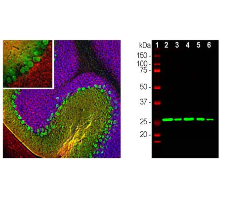 Left: Rat cerebellum stained with rabbit anti-calretinin (red, 1:5,000) and mouse anti-calbindin (M-1797-100, green, 1:1,000) by Immunohistochemistry. IHC Method: Following transcardial perfusion of rat with 4% paraformaldehyde, brain was post fixed for 24 hours, cut to 45 um, and free-floating sections were stained. The calretinin antibody stains interneurons predominantly in the molecular layer, while the calbindin antibody strongly labels the dendrites and perikarya of Purkinje cells in the molecular layer of the cerebellum. Right: Western blot analysis of [2] rat brain, [3] rat spinal cord, [4] mouse brain, [5] mouse spinal cord, and [6] cow spinal cord (antibody dilution: 1:10,000). A band at 29 kDa corresponds to calretinin protein.