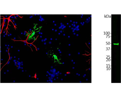Left: Mixed neuron-glial cell cultures stained with rabbit anti-CNP antibody (green) and mouse anti-GFAP (red, M-1375-100) by Immunocytochemistry. The CNP antibody stains strongly in oligodendrocytes, whereas GFAP labels the intermediate filament in astrocytes. Blue is DNA staining showing the nuclei of these and numerous other cells, most of which are neurons and which do not express CNP or GFAP. Right: Western Blotting of rat brain tissue homogenate with rabbit anti-CNP antibody (1:5,000). The antibody detects one single band at ~ 48 kDa corresponding to the expected molecular weight of CNP.