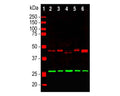 Western blot analysis using rabbit anti-CNP antibody (red, 1:5,000). [2] rat brain, [3] rat spinal cord, [4] mouse brain, [5] mouse spinal cord, and [6] cow spinal cord. Double bands at 46 and 48 kDa correspond to the two CNP isotypes. The blot was simultaneously probed with mouse anti-calretinin antibody (green, 29 kDa).