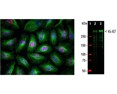 Left: Immunofluorescence analysis of HeLa cells costained with rabbit antibody to Ki-67 (1:5,000, red) and a mouse antibody to beta-tubulin. Ki-67 is predominantly localized in nucleoli of cells in interphase, while in mitotic cells Ki-67 is associated with condensed chromosomes. Ki-67 is not expressed in cells in quiescent G0 state. Blue: DAPI staining of nuclear DNA. Right: Western blots analysis of equal amounts of HeLa (Lane 2) and HEK293 (Lane 3) cell lysates using rabbit antibody to Ki-67 (1:10,000). Double bands above 250 kDa correspond to two major Ki-67 isoforms of molecular weight ~345 and 395 kDa. Smaller fragments of these isoforms are also detected on the blot.