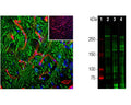 Left: Analysis of rat brain stem section stained with rabbit anti-laminin (red, 1:1,000), and chicken anti-myelin basic protein (MBP, C-1383-50, green, 1:5,000) by Immunohistochemistry. Blue: DAPI nuclear stain. IHC Method: Following transcardial perfusion of rat with 4% paraformaldehyde, brain was post fixed for 24 hours, cut to 45 um, and free-floating sections were stained.The laminin antibody is an excellent marker of basement membranes surrounding blood vessels, while the MBP antibody stains the myelin sheathes around axons. Right: Western blot analysis of laminin expression (green, 1:5,000). [2] rat brain, [3] rat spinal cord, and [4] cow spinal cord. The strong band above the 250 kDa mark corresponds to full-length laminin protein. Smaller proteolytic fragments of laminin are also detected with this antibody.