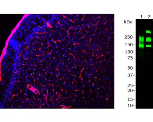 Left: Staining of laminin in mouse section of cortex by Immunohistochemistry. Rabbit antibody to Laminin (red) reveals strong staining in the basement membranes of blood vessels. Blue: DAPI nuclear stain. Right: Western blot analysis of rat heart cell lysate (Lane 1) and 0.2 ug of purified laminin-111 protein from mouse EHS sarcoma (Lane 2). This antibody recognizes 3 laminin isotypes: alpha-1 (440 kDa), beta-1 (220 kD) and gamma-1 (220 kDa). Also recognized is a laminin-binding protein at 120 kDa in both rat heart lysate and purified laminin protein. Since this protein always co-expresses with laminin this crossreactivity is irrelevant.