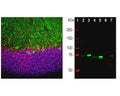 Left: Analysis of rat cerebellum with rabbit anti-MeCP2 (red, 1:5,000) and chicken anti-calbindin (C-1798-50, green, 1:2,000) by Immunohistochemistry. Blue: DAPI nuclear stain. IHC Method: Following transcardial perfusion with 4% paraformaldehyde, brain was post fixed for 24 hours, cut to 45 um, and free-floating sections were stained. The MeCP2 antibody selectively stains nuclei of neuronal cells. Calbindin, often used as Purkinje cell marker, is prominently expressed in dendrites and perikarya of these cells in the cerebellar molecular layer. Right: Western blot analysis of tissue and cell lysates using rabbit anti-MeCP2 (1:20,000). [2] rat whole brain, [3] nuclear fraction of rat brain, [4] mouse whole brain, [5] nuclear fraction of mouse brain, [6] HeLa cells, [7] C6 cells. Major band at about 70-75 kDa corresponds to MeCP2 protein, predominantly detected in the nuclear fraction of the lysates. The apparent molecular weights of MeCP2 based on SDS-PAGE mobility are variable between species and higher than the actual MeCP2 molecular weight of ~54 kDa.