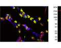Left: SH-SY5Y neuroblastoma cells stained with rabbit antibody to Nestin (red, 1:5,000) and chicken antibody to Vimentin (C-1409-50, green, 1:10,000) by Immunocytochemistry. Vimentin is main partner of nestin forming heterodimers, further polymerizing to form intermediate filaments. Co-localization of vimentin and nestin in cells is shown in yellow. Blue: DAPI staining of nuclear DNA. Right: Western blot analysis of nestin expression in SH-SY5Y cell lysate. The antibody (1:2,000) detects one specific band running at ~260 kDa corresponding to full-length nestin protein.