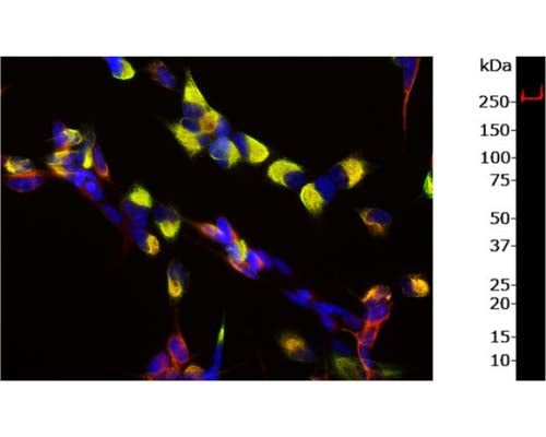 Left: SH-SY5Y neuroblastoma cells stained with rabbit antibody to Nestin (red, 1:5,000) and chicken antibody to Vimentin (C-1409-50, green, 1:10,000) by Immunocytochemistry. Vimentin is main partner of nestin forming heterodimers, further polymerizing to form intermediate filaments. Co-localization of vimentin and nestin in cells is shown in yellow. Blue: DAPI staining of nuclear DNA. Right: Western blot analysis of nestin expression in SH-SY5Y cell lysate. The antibody (1:2,000) detects one specific band running at ~260 kDa corresponding to full-length nestin protein.