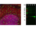 Anti-Ionized calcium-binding adapter molecule 1 (IBA1) Antibody