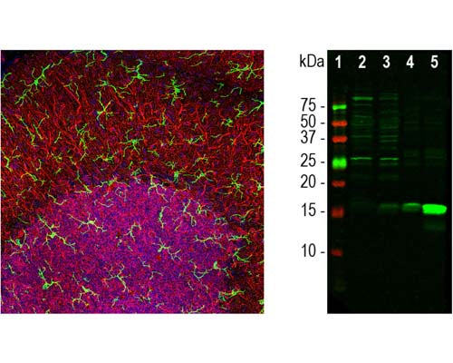 Anti-Ionized calcium-binding adapter molecule 1 (IBA1) Antibody