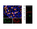 Left: Analysis of GFP expression (green) in transfected HEK293 cells by Immunocytochemistry. Cells were stained with rabbit anti-GFP antibody (red, 1:2,000). Blue: Hoechst staining for nuclei. Transfected cells appear orange-yellow due to the green (GFP) and red (anti-GFP antibody) color overlay. Right: Western blot analysis of GFP protein in transfected HEK293 lysate using rabbit antibody to GFP (green, 1:2,000). [1] protein standard, [2] non-transfected control cells, [3] transfected cells with GFP construct, [4] transfected cells with mCherry construct. A strong band at ~27 kDa corresponds to the expected molecular weight of GFP protein detected only in cells transfected with GFP construct. The antibody does not cross-react with mCherry protein. The same blot was simultaneously probed with a mouse antibody to beta-tubulin (red, ~ 50 kDa, lanes 2-4).