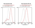 Analysis of pan-synuclein expression in rat PC-12 and C6 cell lines by Flow Cytometry. Cells were fixed and permeabilized in methanol (10 minutes). Blocking: 15% horse serum, 30 minutes on ice; Primary antibody: Rabbit polyclonal antibody to pan-synuclein (R-2110-100, red, 20 µg/mL), 60 minutes on ice. Secondary antibody: donkey anti-rabbit-PE (1:100 dilution), 30 minutes in dark on ice. Negative control: Non-specific Control rabbit IgG, (black dashed). Data and results were generated using Orflo MoxiGoTM instrument and protocols.