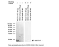 Detection of synuclein expression in tissue homogenate and cell lysates by Western Blot. Synuclein monomer is detected at ~14-18 kDa, additional higher-molecular weight bands may represent multimeric forms of synuclein. Method: Reducing SDS-PAGE; Transfer: Towbin’s buffer with 20% methanol; Protein fixation: proteins were fixed on membrane (0.4% formaldehyde, 30 minutes at room temperature) after transfer, as described by Lee & Kamitani, 201; Blocking: 5% skim milk, 1 hour at room temperature; Primary antibody: 1.5 μg/mL, overnight incubation at 2-8°C; Secondary antibody: anti-sheep-HRP (1:6,000); Detection: Chemiluminiscence. Peptide blocking was carried out in presence of two-fold mass excess of peptide over antibody.