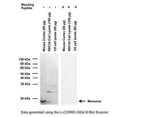 Detection of synuclein expression in tissue homogenate and cell lysates by Western Blot. Synuclein monomer is detected at ~14-18 kDa, additional higher-molecular weight bands may represent multimeric forms of synuclein. Method: Reducing SDS-PAGE; Transfer: Towbin’s buffer with 20% methanol; Protein fixation: proteins were fixed on membrane (0.4% formaldehyde, 30 minutes at room temperature) after transfer, as described by Lee & Kamitani, 201; Blocking: 5% skim milk, 1 hour at room temperature; Primary antibody: 1.5 μg/mL, overnight incubation at 2-8°C; Secondary antibody: anti-sheep-HRP (1:6,000); Detection: Chemiluminiscence. Peptide blocking was carried out in presence of two-fold mass excess of peptide over antibody.