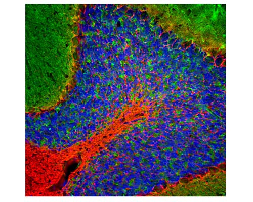 Image of a rat cerebellum section by Immunofluorescence and Immunohistochemistry. The section was stained with R-2113-50, Neurofilament light polypeptide, C-terminus, (NF-L-Ct), Rabbit pAb, (red, 1:5,000), and co-stained with product M-2106-100, Beta-Synuclein, Clone 6A10, Mouse mAb, (green, 1:5,000), and Hoechst staining of nuclear DNA (blue). Method: Following transcardial perfusion of rat with 4% paraformaldehyde brain was fixed for 24 hours, cut to 45 uM, and free-floating sections were stained with antibodies. Product R-2113-50 labels dendrites and axons of the neuronal cells whilst product M-2106-100 detects protein that is concentrated in the synaptic regions.