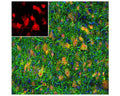 Image of a rat brain section by Immunofluorescence and Immunohistochemistry. The section was stained with R-3771-50, Neuronal nuclei antigen [NeuN] /RNA binding protein fox-1 homolog 3 [FOX3], (NeuN/FOX3), Rabbit pAb, (red, 1:2,000), and co-stained with product C-1382-50, Microtubule associated protein (MAP2), Chicken pAb, (green, 1:5,000). Product R-3771-100 selectively stains nuclei and cytoplasm of neuronal cells, while product C-1382-50 labels dendrites and overlaps with Fox3/NeuN staining in the perikarya of neurons. Method: following transcardial perfusion with 4% paraformaldehyde, the brain was post fixed for 24 hours, cut to 45 um sections, and free-floating sections were stained with the two antibodies.