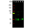 Analysis by western blot of NeuN/FOX3 expression in whole brain lysates, cytosolic (cyt) and nuclear enriched (nuc) with R-3771-100, Neuronal nuclei antigen [NeuN] /RNA binding protein fox-1 homolog 3 [FOX3], (NeuN/FOX3), Rabbit pAb, (green, 1:1,000) with two bands at approx 46kDa and 48kDa corresponding to the two alternate transcripts of the of NeuN/FOX3 protein. Lane 1: protein standard (red); Lane 2: rat cyt; Lane 3:rat nuc; Lane 4:mouse cyt; Lane 5: mouse nuc lysate. Blot performed under non-reducing conditions.