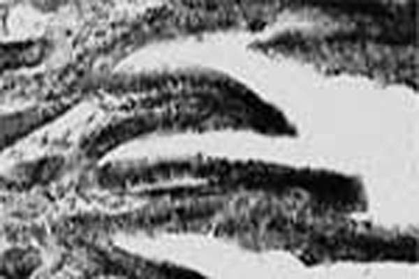 Intense NTN-like immunostaining localized to the intestinal crypt and villus epithelium and muscle layers. To localize the sites of NTN protein expression, NTN immunohistochemistry was performed on 30 &Eacute;m cryo-sections of tissues fixed by Zamboni's fixative. To block endogenous peroxidase activity, sections were treated with 0.3% hydrogen peroxide in 50% ethanol for 30-60 min and washed extensively in 50% ethanol and PBS. To block non-specific binding sites, sections were treated for 90 min with TBS containing 1% bovine serum albumin (BSA) and 10% normal rabbit serum. Then sections were incubated at 4°C overnight with Sheep anti-rhNTN: whole serum (S-010-100) at 1:2000 dilution in PBS containing 0.1% Triton X-100 and 1% normal rabbit serum. After washing, the sections were incubated with a rabbit anti-sheep biotinylated IgG at 1:200. The sections were washed and incubated with ABC kit (Vector Lab) at 1:100 for 2 hours.