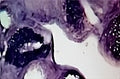 Immunohistochemical staining of Glial Derived Neurotrophic Factor (GDNF) in rat dorsal root ganglia using sheep polyclonal antibody to recombinant human GDNF, catalogue number S-021-50.